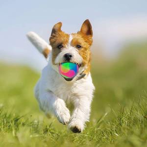 lot 1913 image: FineInno 3 pcs Light Up Dog Balls Flashing Elastic Ball Glow BallGlow in The Dark Interactive Pet Toys for Puppy, Cats, Dogs