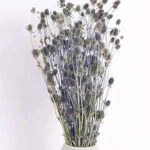 lot 14581 image: MIHUAGE Dried Thistle Flower Eryngium Bouquet 100% Natural for Vase Home Wedding Office Party Decor Table Centerpiece Floral Craft DIY Arrangement ( Light Blue)
