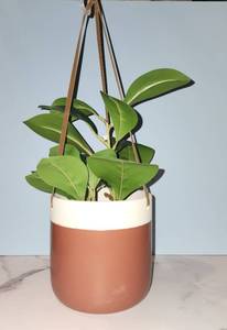 lot 4990 image: Hanging Potted Plant