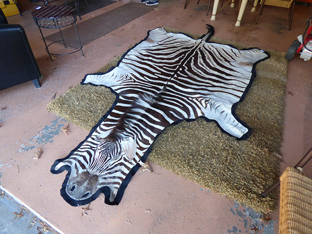 lot 1099 image: African Zebra in Great Shape, Professionally Done and Matted 123 long x 67 wide