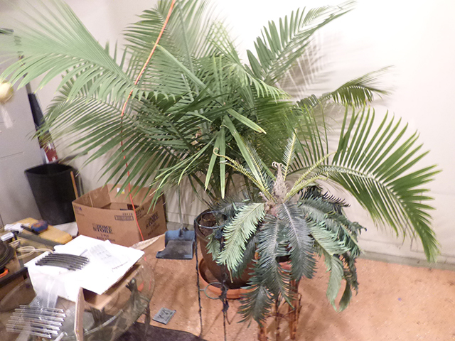 lot 1274 image: Heavy Live Palm in Pot with Caster base & Bamboo stand & plant & metal stand.