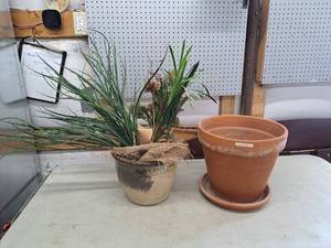 lot 4416 image: fake plant and invisible plant - both freshly watered