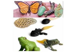 lot 2158 image: Butterfly and Frog Growth Stages Toys