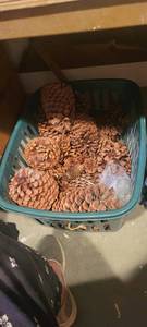 lot 2303 image: Basket of comb pines