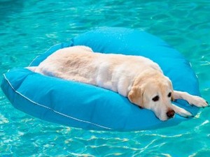 lot 9869 image: GoodLife Dog Floaty Blue