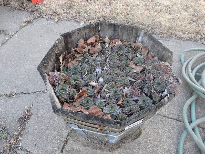 lot 592 image: Flower planter w hens & chicks