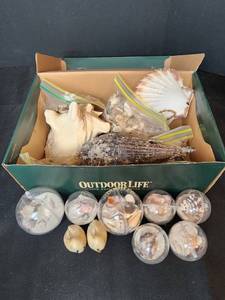 lot 288 image: Seashells