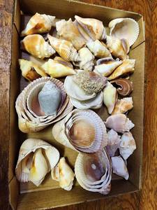 lot 625 image: Seashells