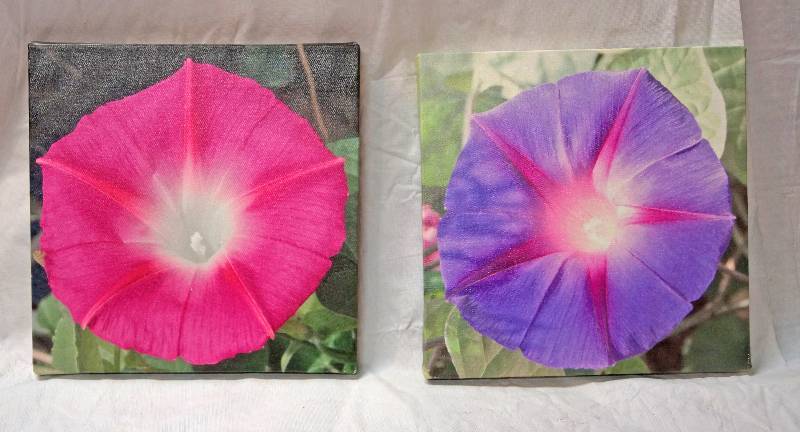 lot 5166 image: Lot of 2 Canvas Floral Prints 12 x 12 - Nice