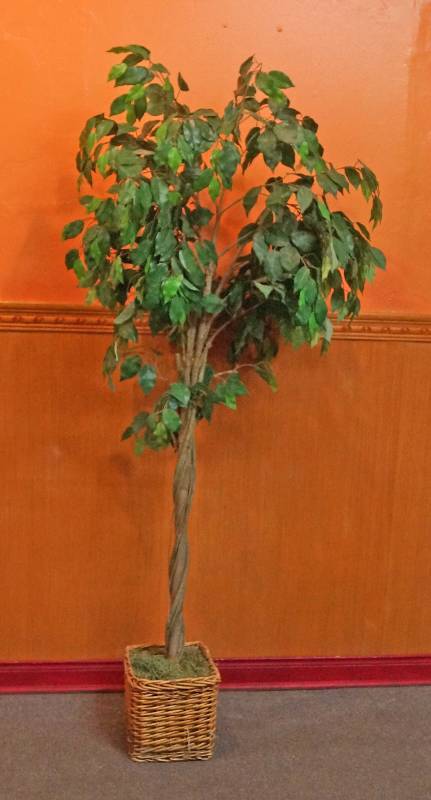 lot 5142 image: Decorative Tree - About 6ft Tall - Nice