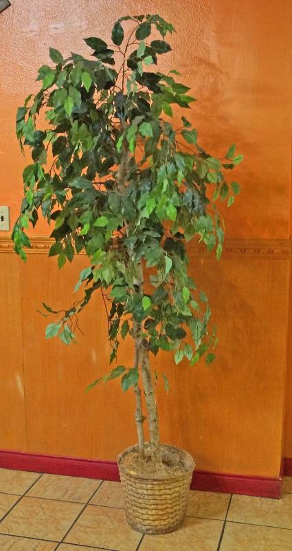lot 5143 image: Decorative Tree - Over 6ft Tall - Nice