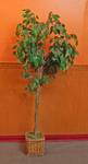 Decorative Tree - About 6ft Tall - Nice