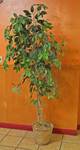 Decorative Tree - Over 6ft Tall - Nice