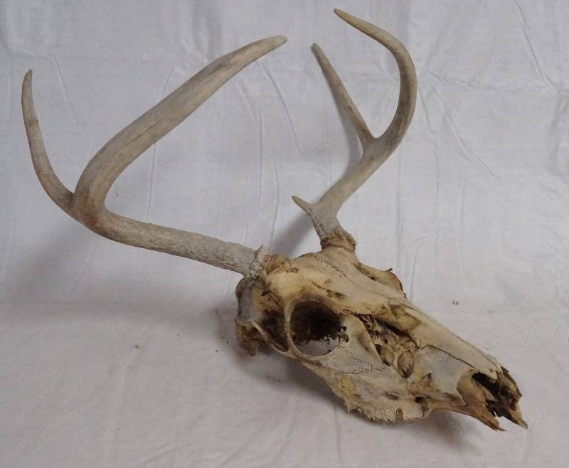 lot 9594 image: Deer Skull W Antlers - Nice, Large Rack See pics