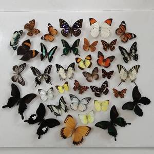 lot 14613 image: BigBigMe 10Pcs Natural Unmounted RhopaloceraLe PapillonButterfly Specimen Artwork Material Decor, Taxidermy Animals for Kids Family