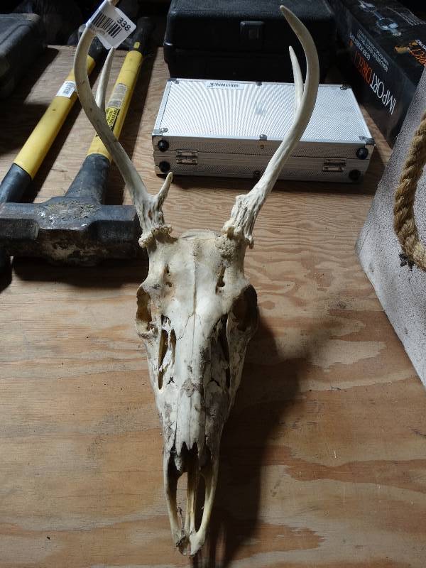 lot 338 image: Deer skull