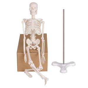 lot 29979 image: Ultrassist Mini Human Skeleton Model, Portable 17� Skeleton Bone Model with Removable Skull, Arms & Legs, Great Teaching Tool for Physiological Education and Human Skeletal System Study