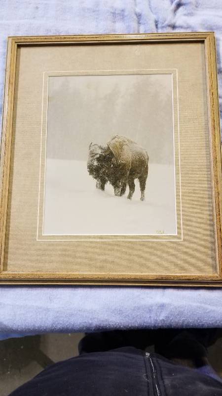 lot 3946 image: Buffalo Picture By Artist CC Cell 18 x 21