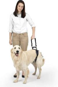lot 21900 image: PetSafe Solvit Pet Lifting Aid for Rear Portion, Large, Black