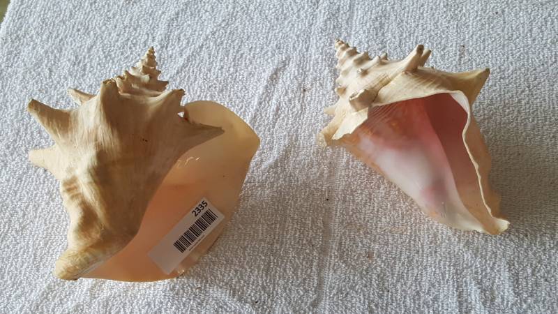 lot 2335 image: Sea Shell Pair