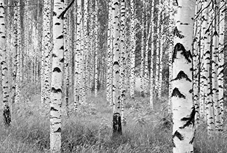 lot 7176 image: Komar Photo Wall Mural, 12.1 x 8.2, XXL$-023, Birch Tree Forest pattern
