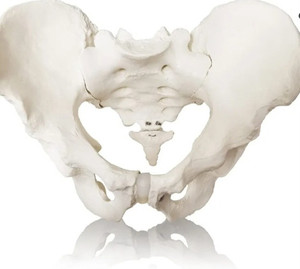 lot 44502 image: 2024 New Life Size Male Pelvis Mode,Hip Model � Male Anatomy Model, Male Pelvic Skeleton Model,