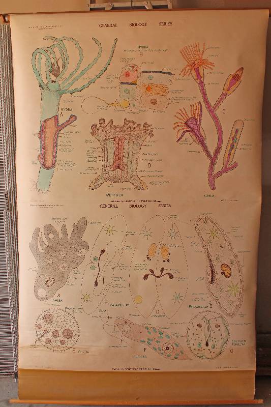 lot 7489 image: Retractable Classroom Educational Chart- One Cell Animals and Hydra and Jellyfish- Very Cool