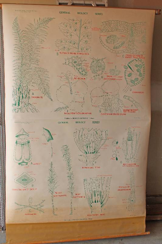 lot 7490 image: Retractable Classroom Education Chart- Moss and Fern- Very Cool Looking
