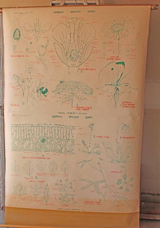 lot 7491 image: Retractable Classroom Educational Chart- Parts of FlowersLeaves- Very Cool