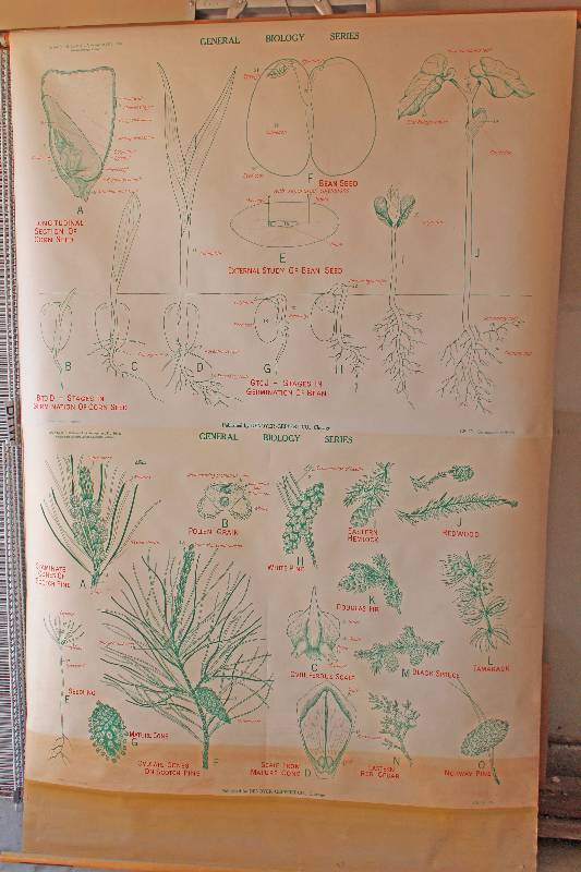 lot 7492 image: Retractable Educational Classroom Chart- Titled Pine and Seeds - So Neat