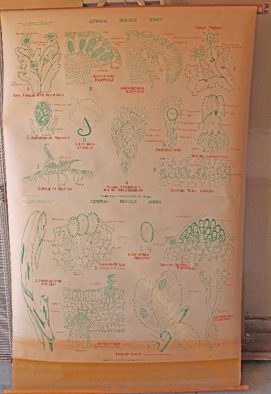 lot 7493 image: Retractable Classroom Biology Charts- Wheat Rust and Liverwort- Cool