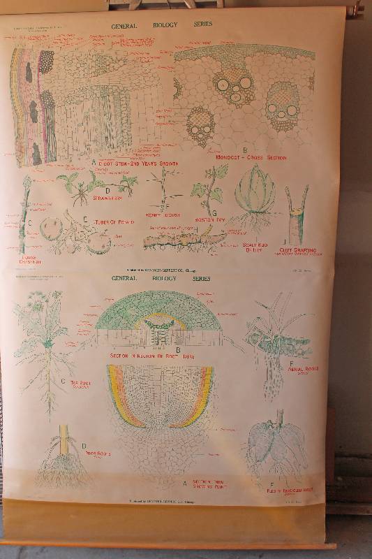 lot 7494 image: Retractable Classroom Biology Charts- Stems and Roots- Cool