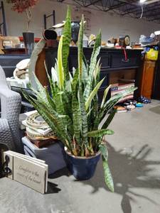 lot 596 image: 3ft Tall Plant in planter
