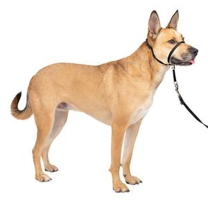 lot 8327 image: PetSafe Gentle Leader No-Pull Head Collar for Dogs, Dog Head Collar - The Ultimate Solution to Pulling, Padded Nose Loop, Quick-Snap Neck Strap, Dog Head Halter, Medium - Black