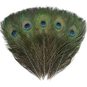 lot 8372 image: A 12 PCS Real Natural Peacock Eye Feathers 10-12 inch for DIY Craft, Wedding and Holiday Decorations