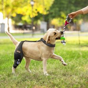 lot 10035 image: CHAMINRISURRY Adjustable Dog Knee Brace with Extra Collar, Support for Torn Acl Hind Leg, Tear Ligament, Osteoarthritis,Rear Leg Limp, Recovery After Surgery,et(Right Leg,XL)