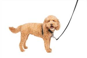 lot 186295 image: PetSafe 3 in 1 Dog Harness - No Pull Solution for Dogs - Reflective Dog Harness - Front D-Ring Clip Helps Stop Pulling - Comfortable Padded Straps - Top Handle Enhances Control - Black - Small