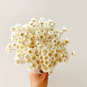 lot 2060 image: Natural - Dried - Flowers Brazilian Small Star Daisy Dried Decorative Mini Chamomile Bouquet for Wedding Floral Arrangements Home Decorations Valentines Day Gifts (200 Stems) (White) 2 Pack