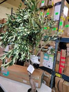 lot 18285 image: lomanto olive tree