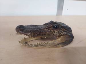 lot 1113 image: Alligator head