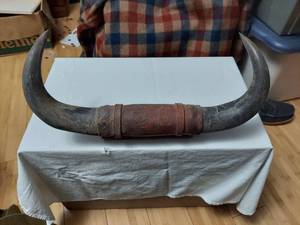 lot 5819 image: Horns