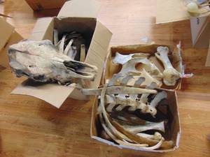lot 1179 image: Cow skull and bones