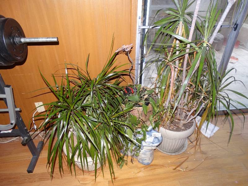 lot 458 image: Lot 3 Large Plants & Elephant Plant Stand.