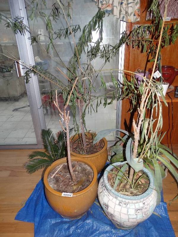 lot 459 image: Large Lot of Plants & Planters.