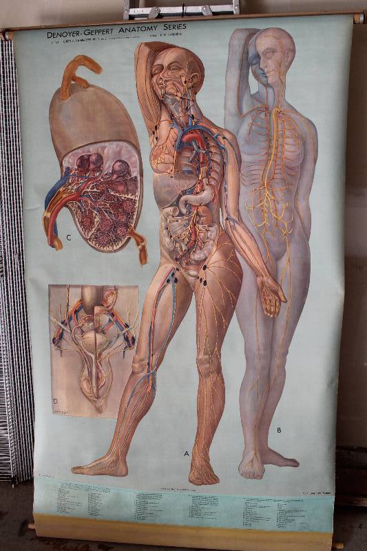 lot 7740 image: Classroom Science Chart- Retractable- Lymphatic System- Cool