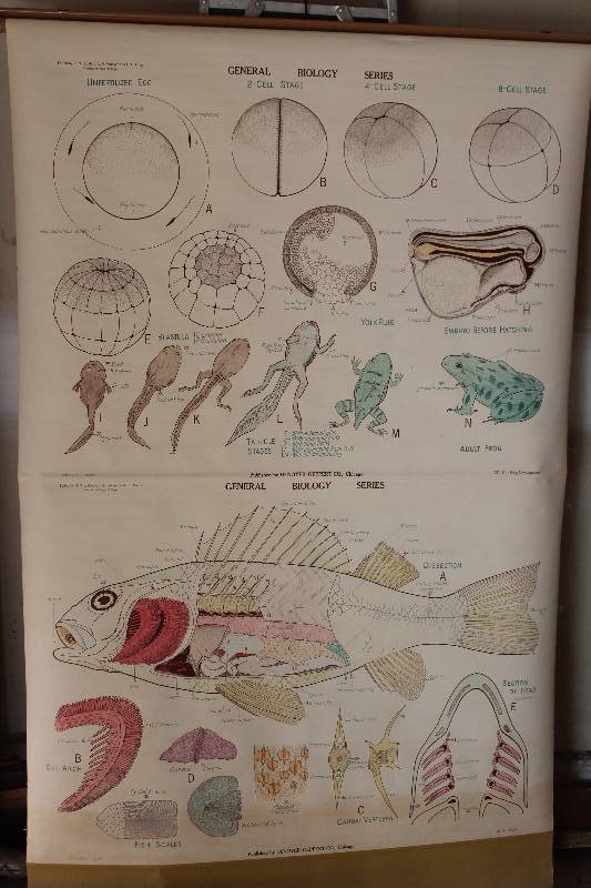 lot 7741 image: Retractable Classroom Science Chart- Frog Development and Perch- Neat