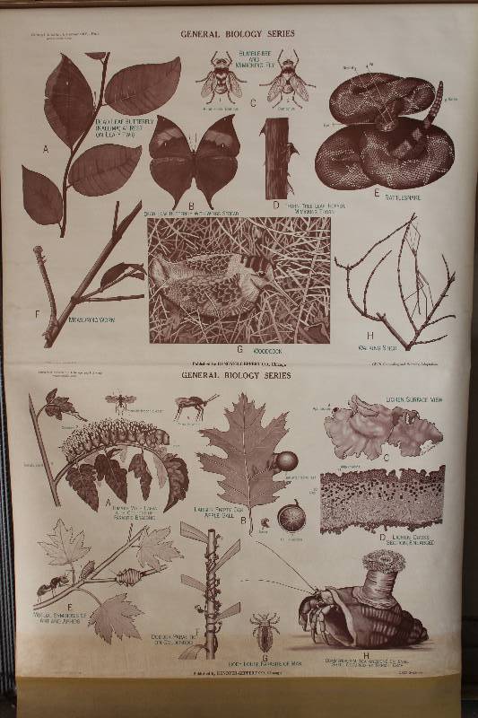 lot 7742 image: Retractable Classroom Science Chart- Adaptations and Symbiosis- Neat