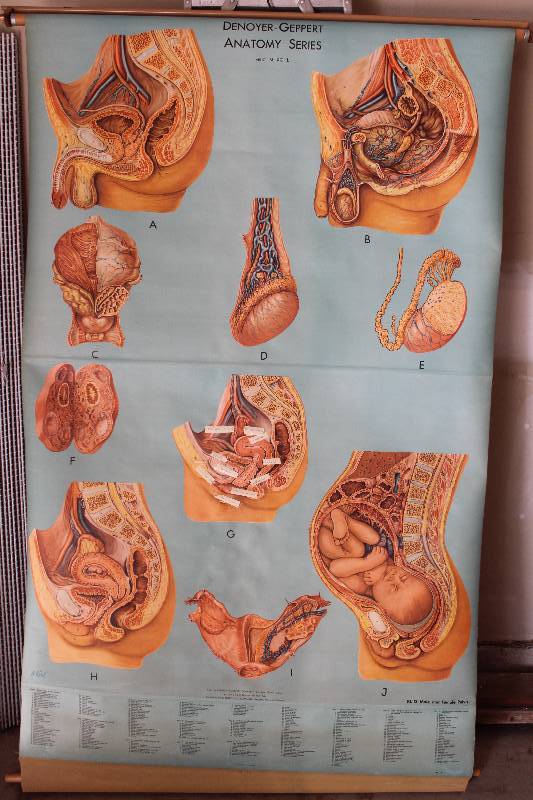 lot 7743 image: Classroom Science Chart- Retractable- Male and Female Pelvis- Cool