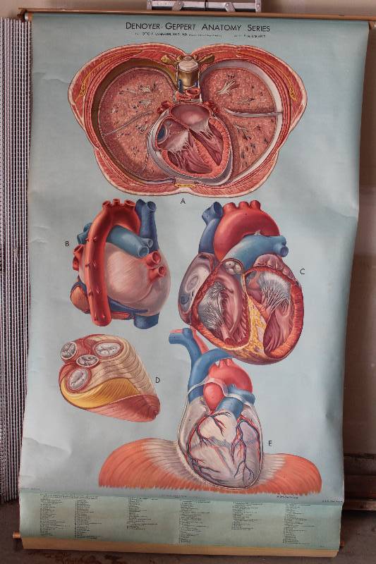 lot 7744 image: Classroom Science Chart- Retractable- Heart- Neat