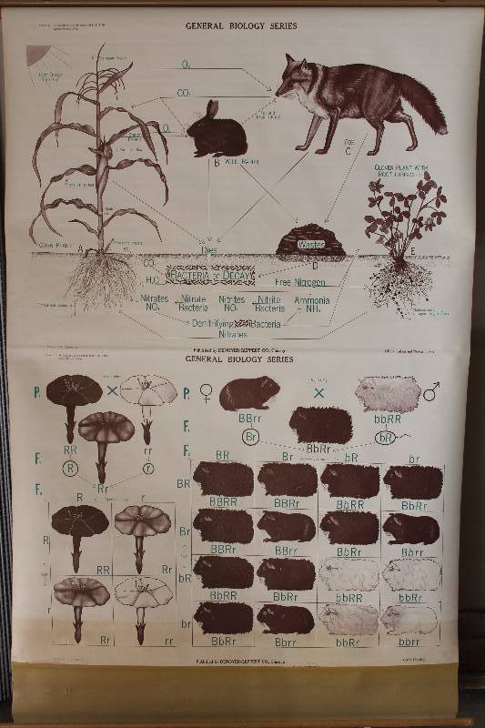 lot 7745 image: Retractable Classroom Science Chart- Carbon and Nitrogen Cycle, Heredity- Neat